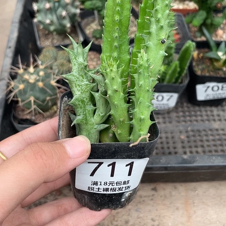 711萝藦科组合仙人球植物