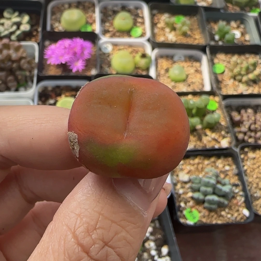 水蜜桃2.4（瑕疵）多肉388