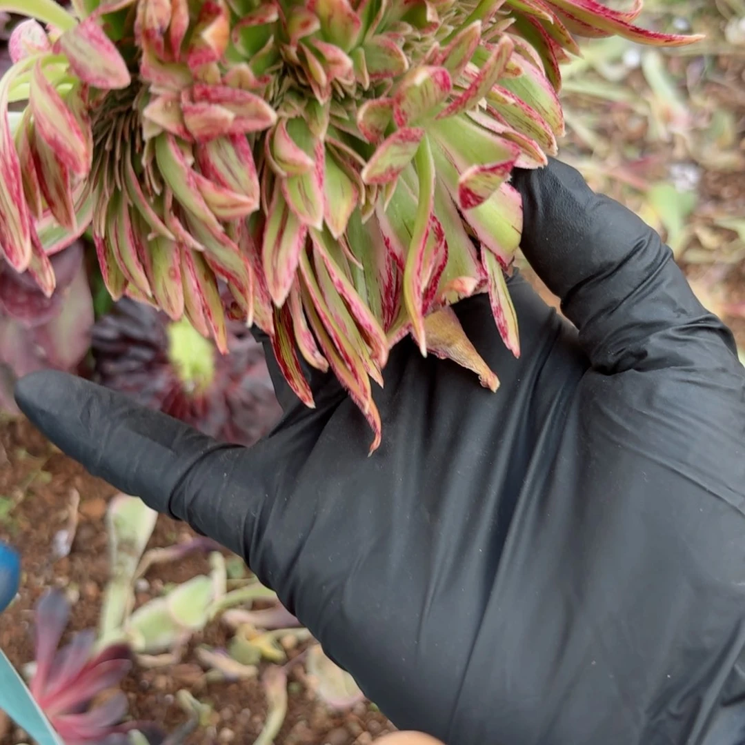 嗯8884 号多肉法师特价没有根