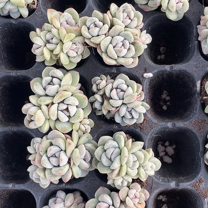 冰玉4头随机发满18包邮