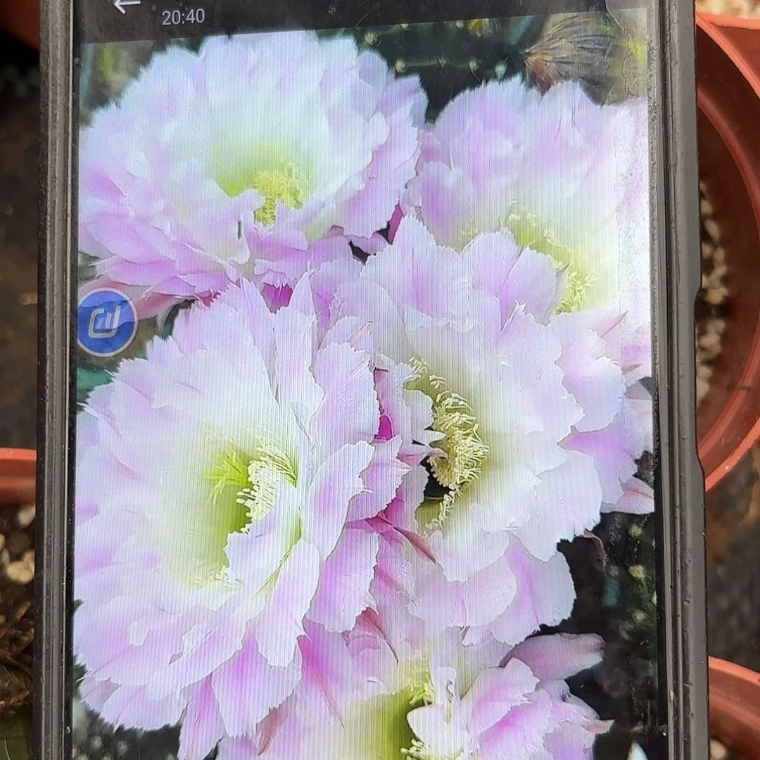 带根球风雅彩20包邮