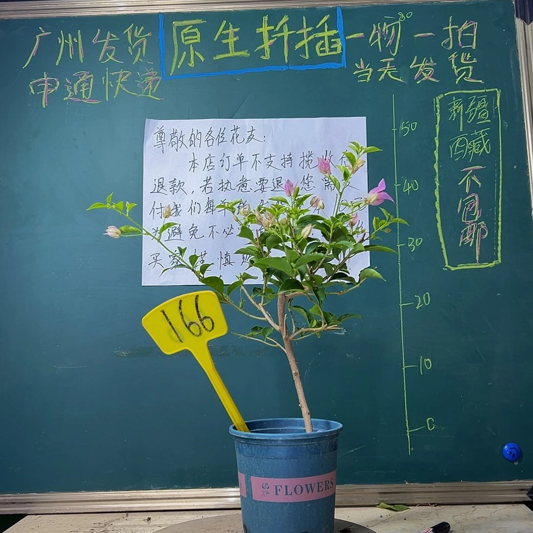 当前无花栽培后可以开花雪紫166