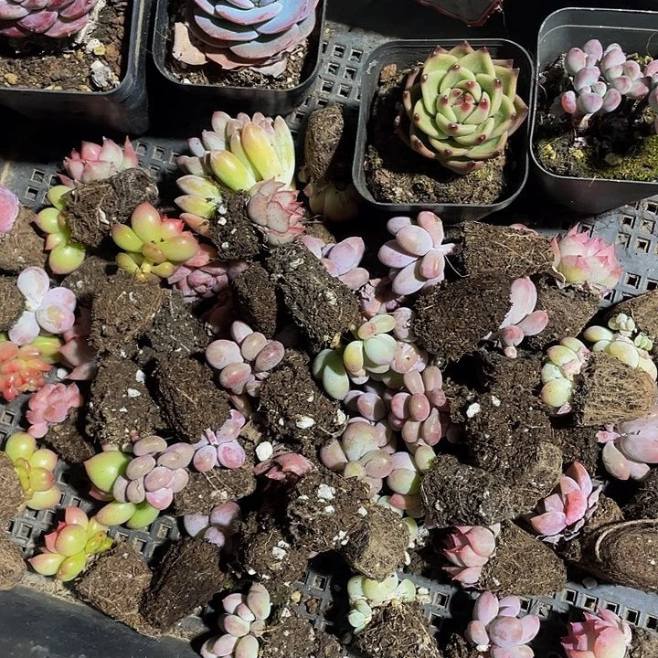 我****?112号筐带盆土发货