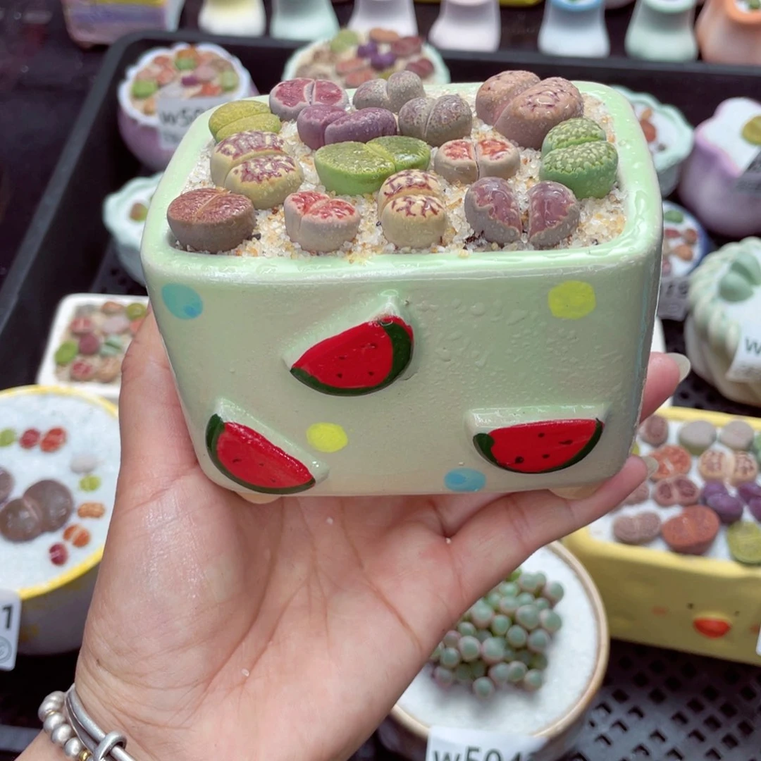 w5048 带盆土发货一物一拍