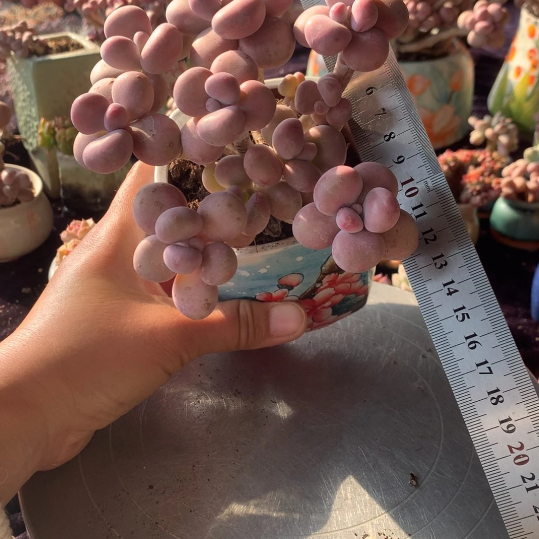 兜**糖16号带盆偏远地区不包邮的