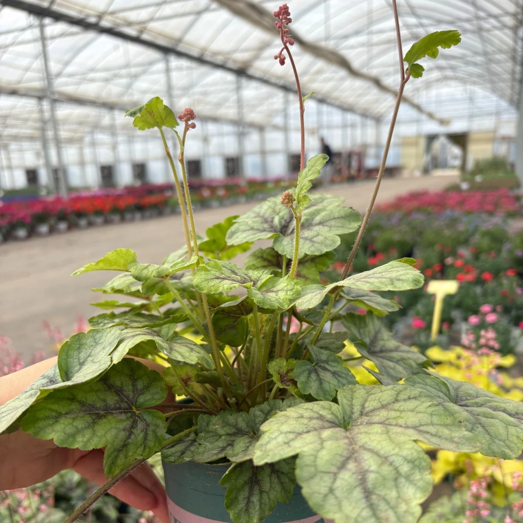 多色矾根大自然的调色盘庭院阳台绿植必备耐寒耐热耐阴耐阳