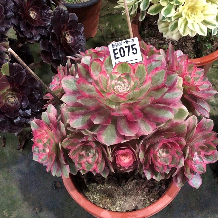 温***行云河多肉0750000000000