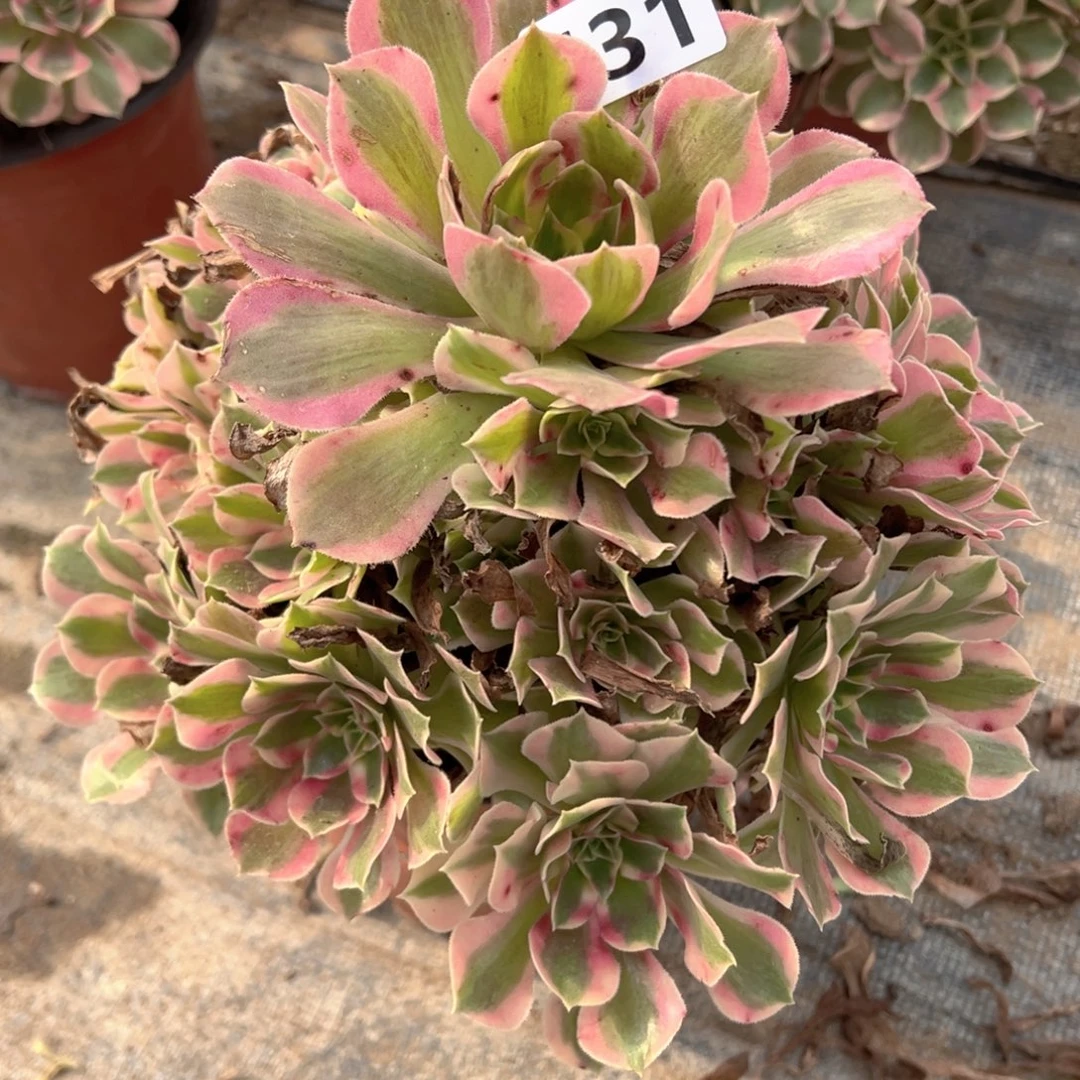 多肉植物叶罗刹431号