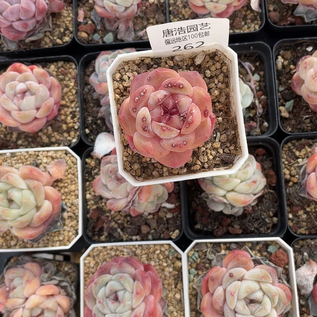 沒****糖心一物一拍262