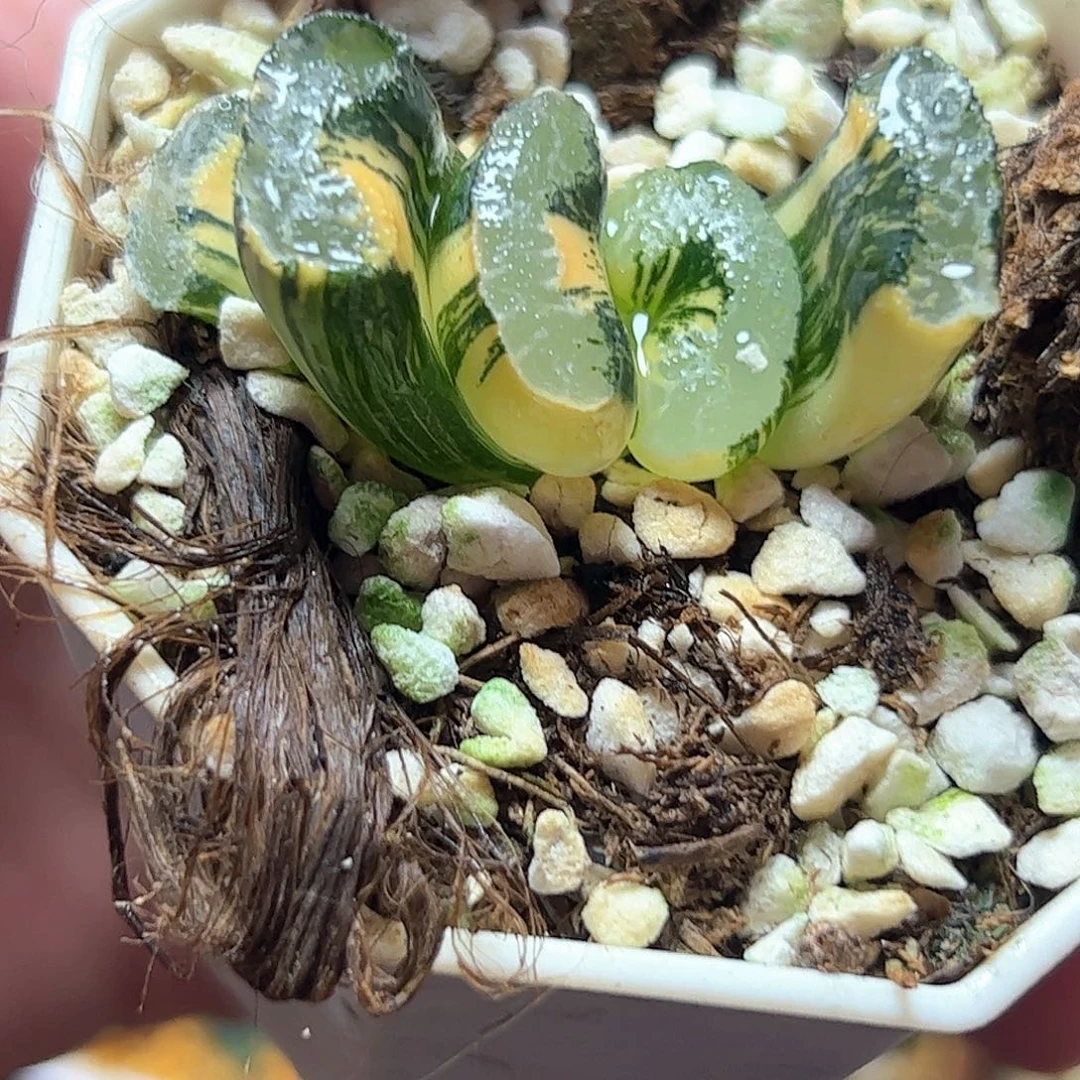浮藻玉扇锦十二卷多肉