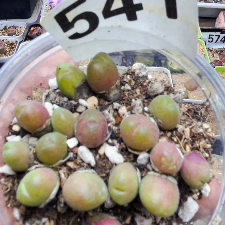 541长毛翠滴带盆lll