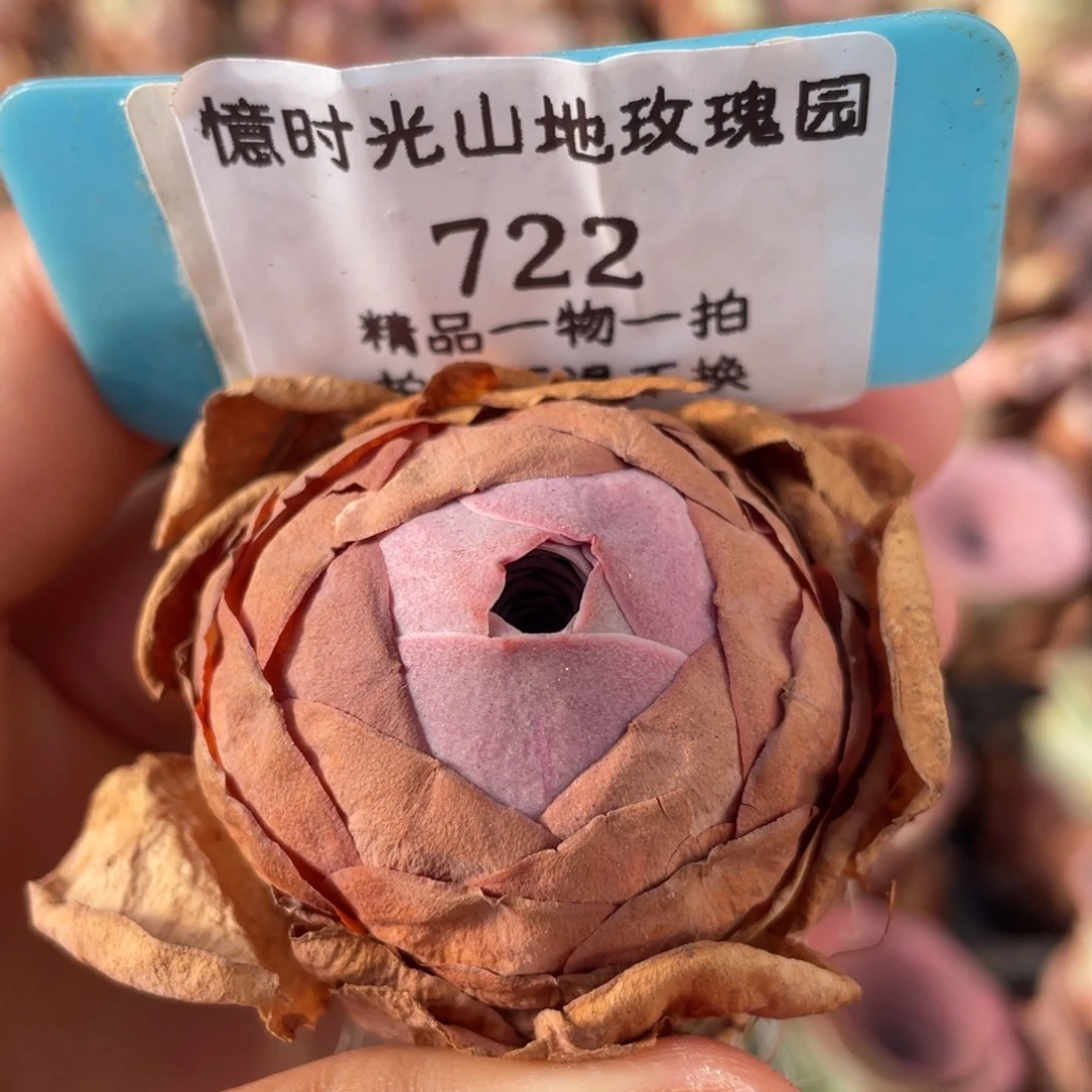 山地玫瑰722裸根发货不售后