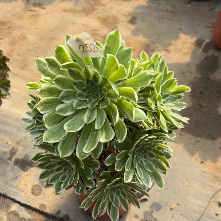 碧浪多肉法师2526