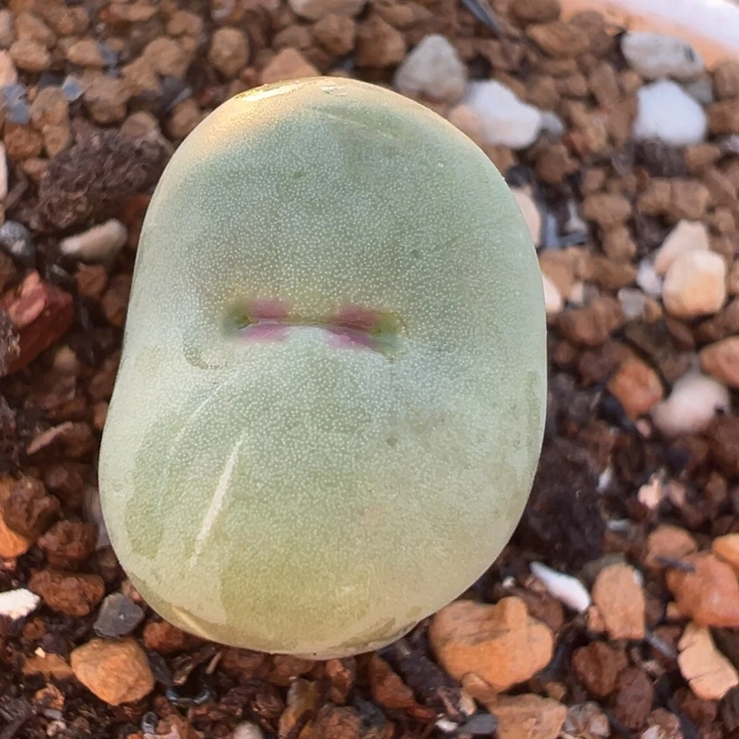 红屁嘴多肉植物百科