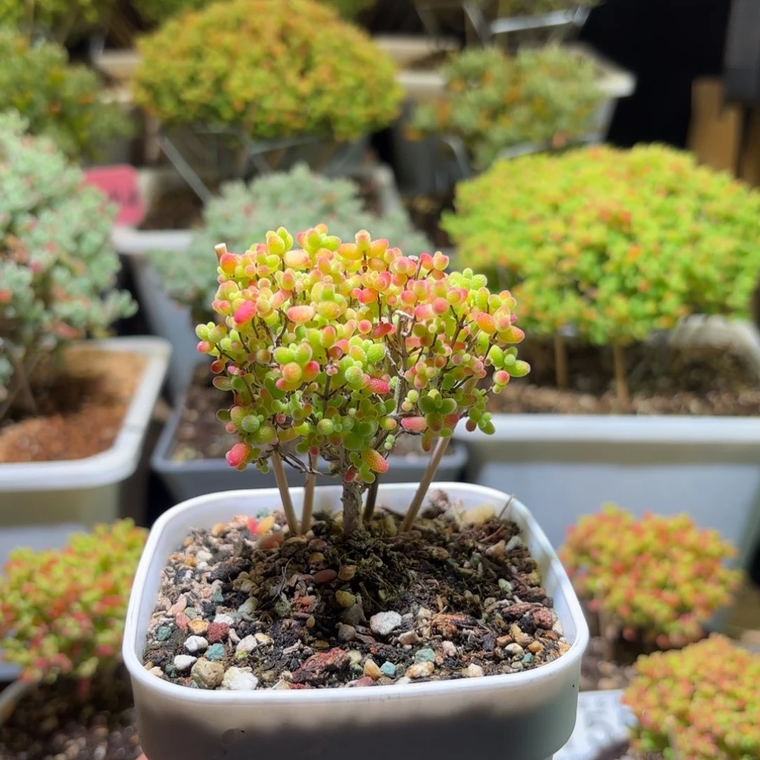 枝干番杏密橘糖球145