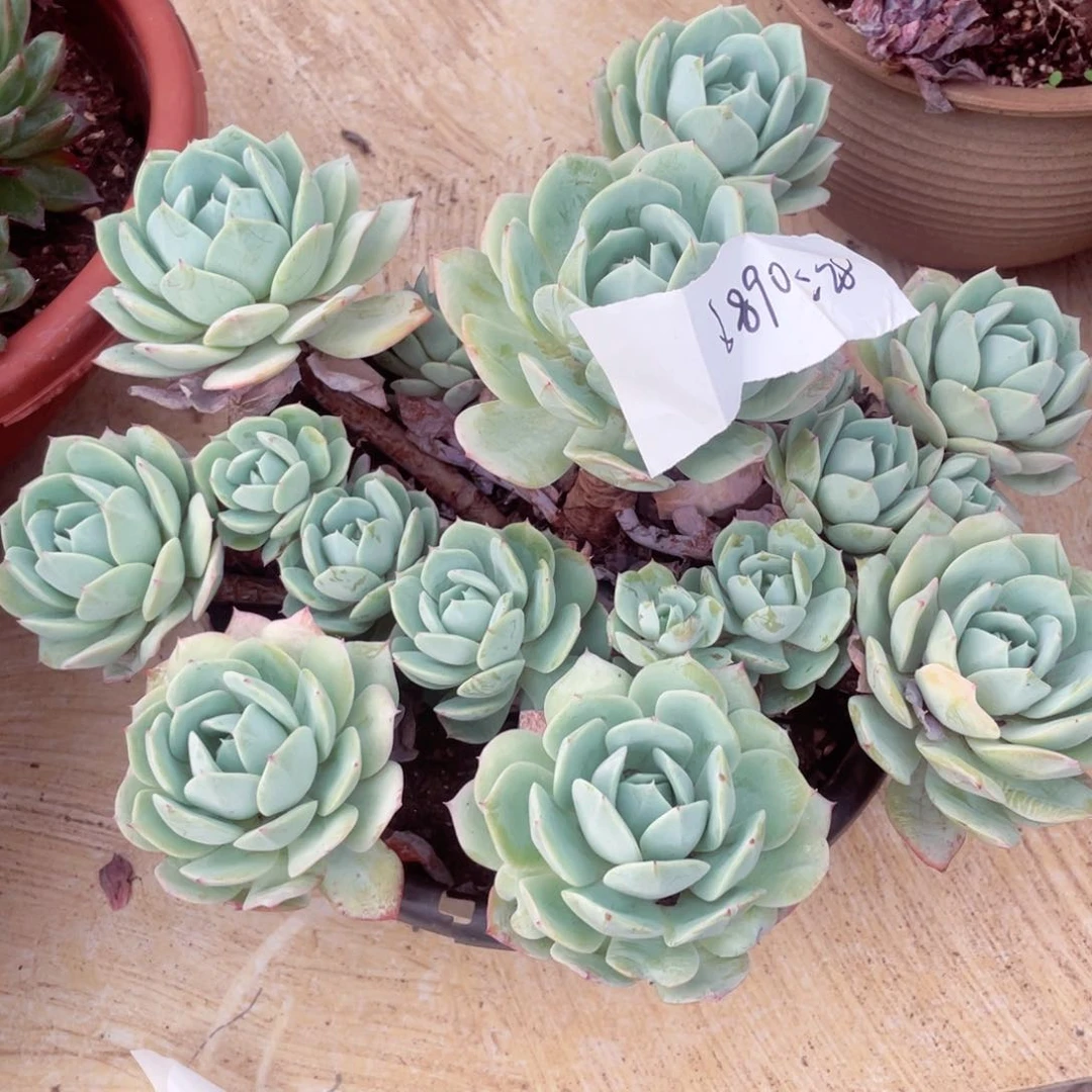 恋曲6890一物一拍