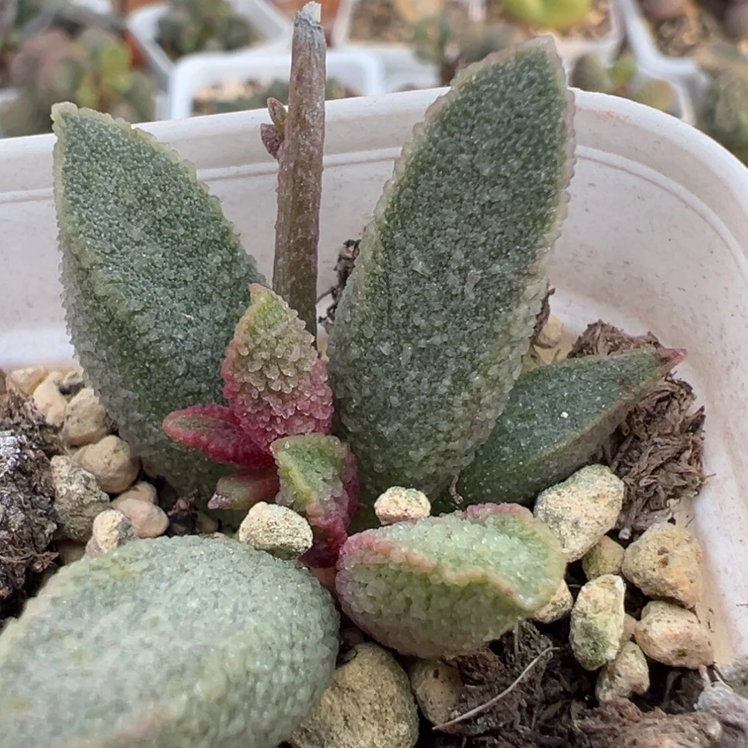 绿猪肝多肉植物水泡