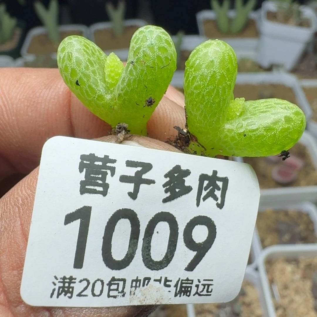 妖奇玉两颗。