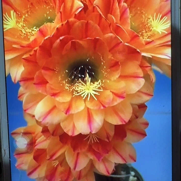 火焰魔术侧芽5公分毛花柱