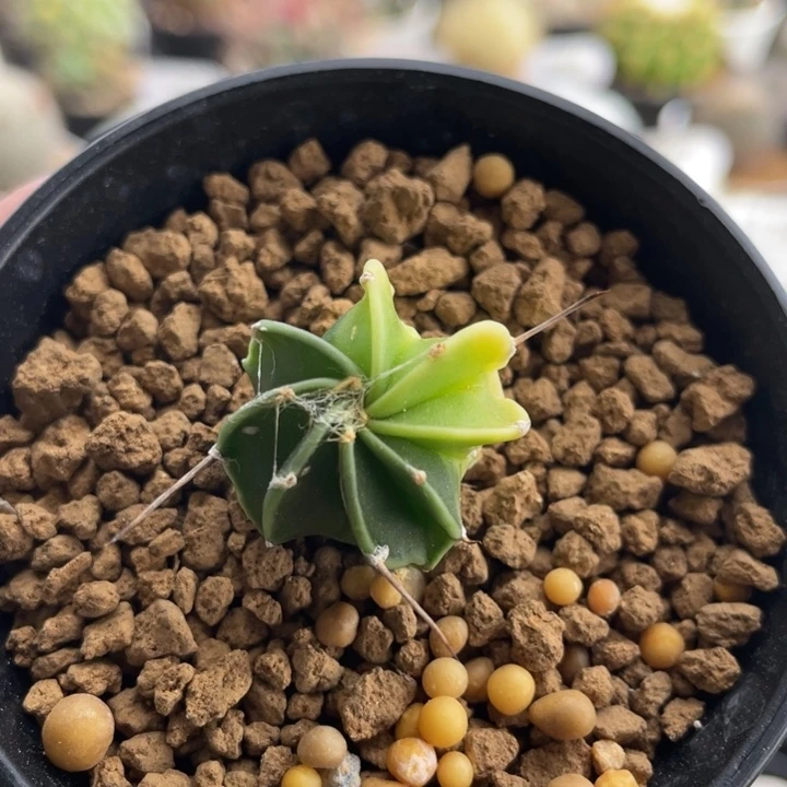 水牛锦        实生根