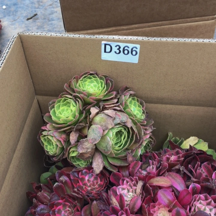 法师多肉植物组合366