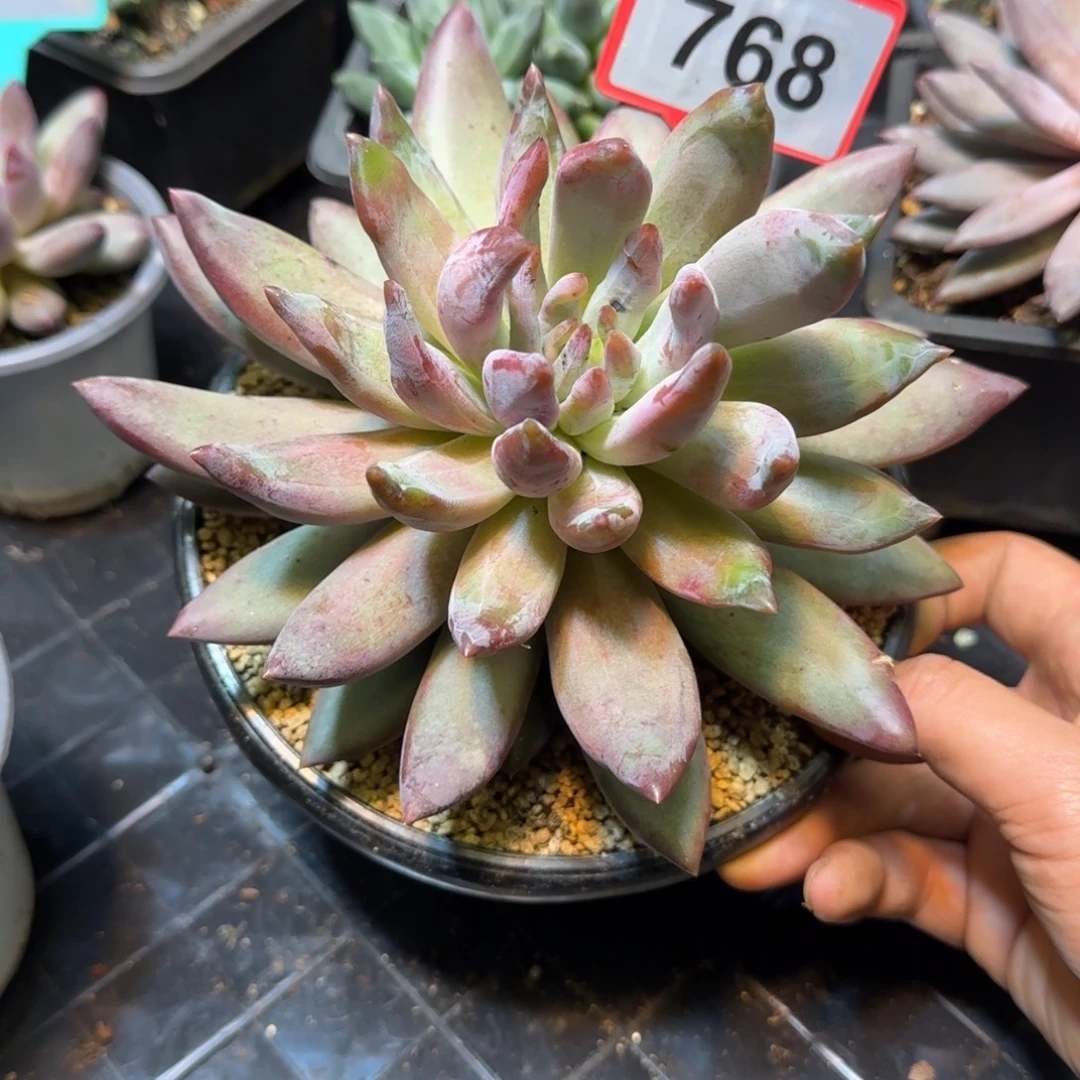 多肉植物水晶球768