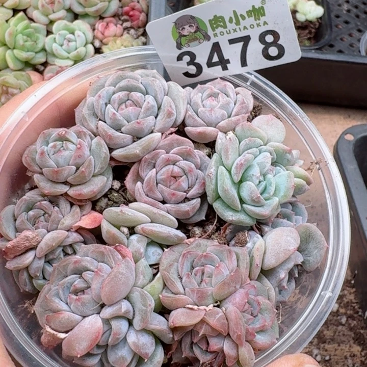 黄*瑞多肉植物多肉植物