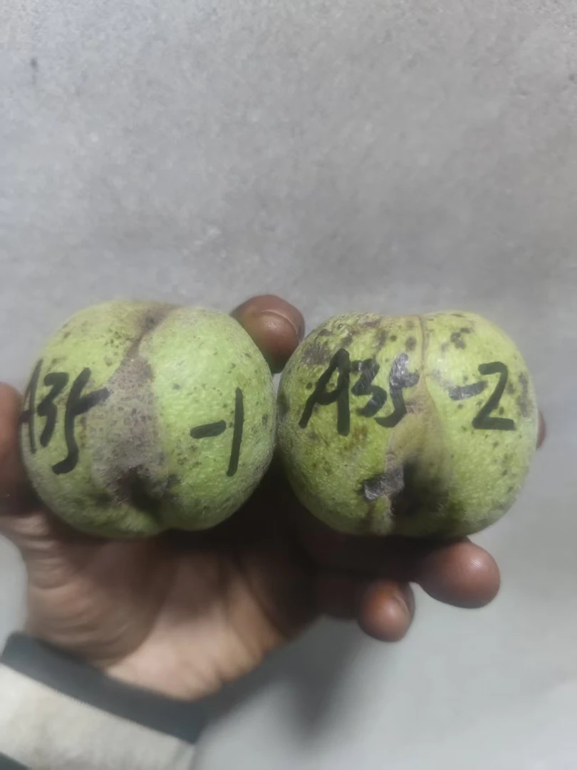 磨盘半个瓜只保品种2个---A35