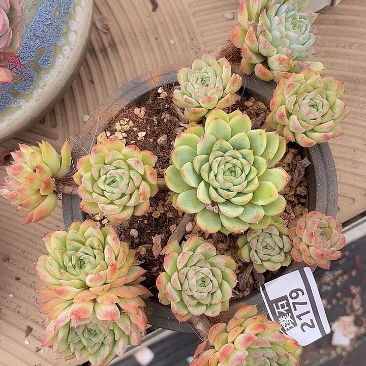 麦秆2179多肉植物