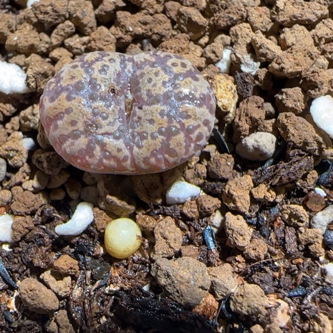 肉锥多肉植物组合-勋章1528