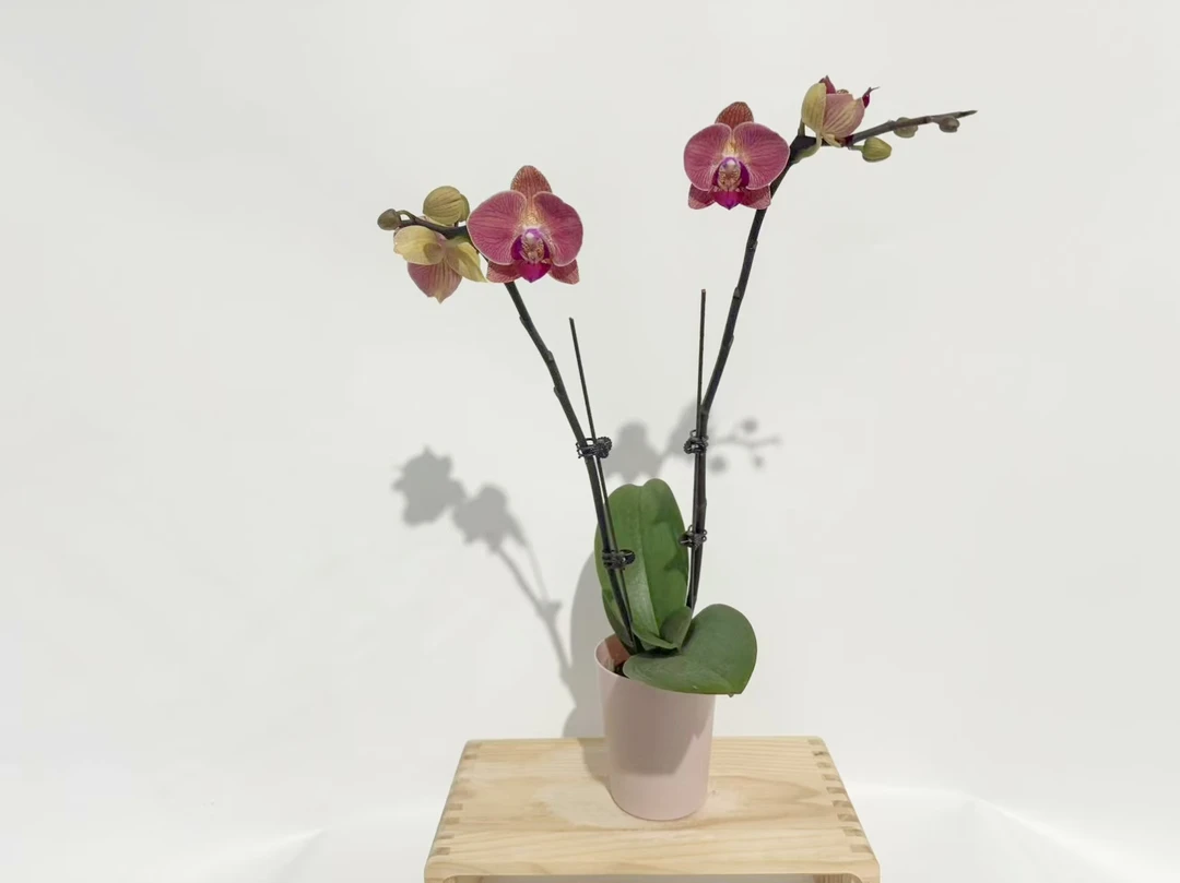 【火烈鸟】蝴蝶兰 紫色大花型 四季花 室内花精品 源头基地直