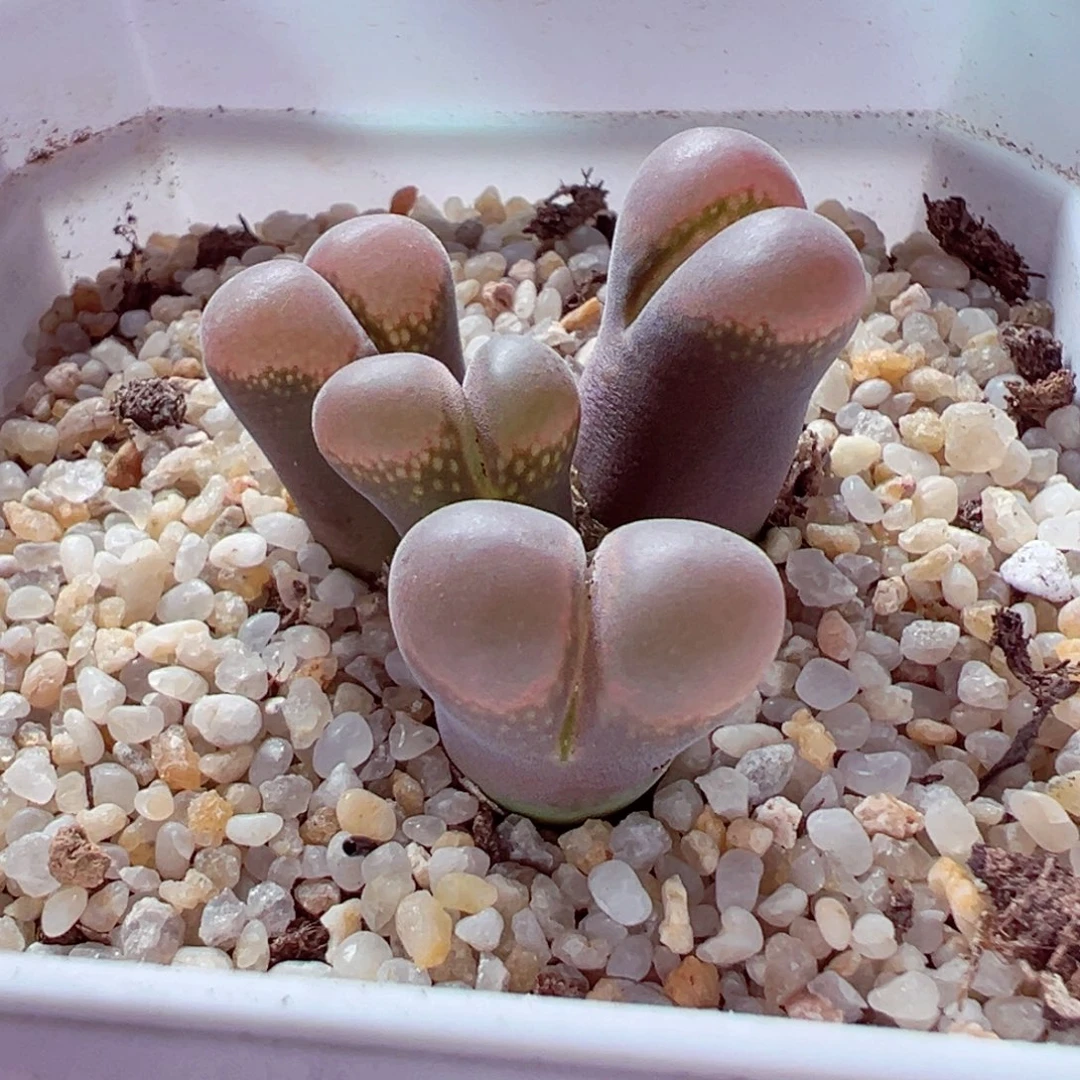 821-801多肉多肉日系红风铃