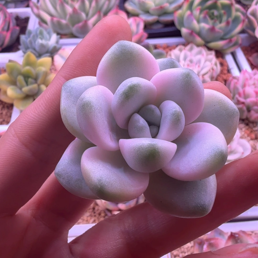 花瓣鹿锦 多肉植物
