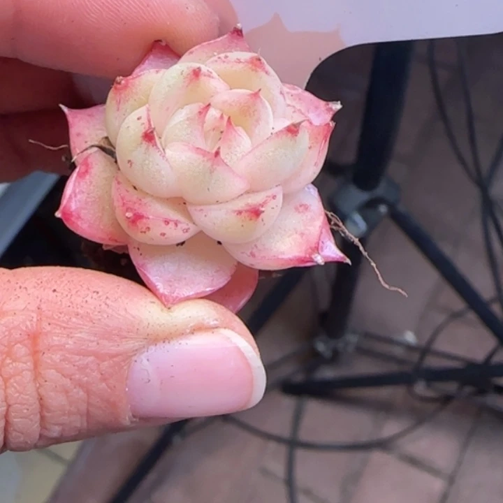 900号   睫毛麦秆白粉透底