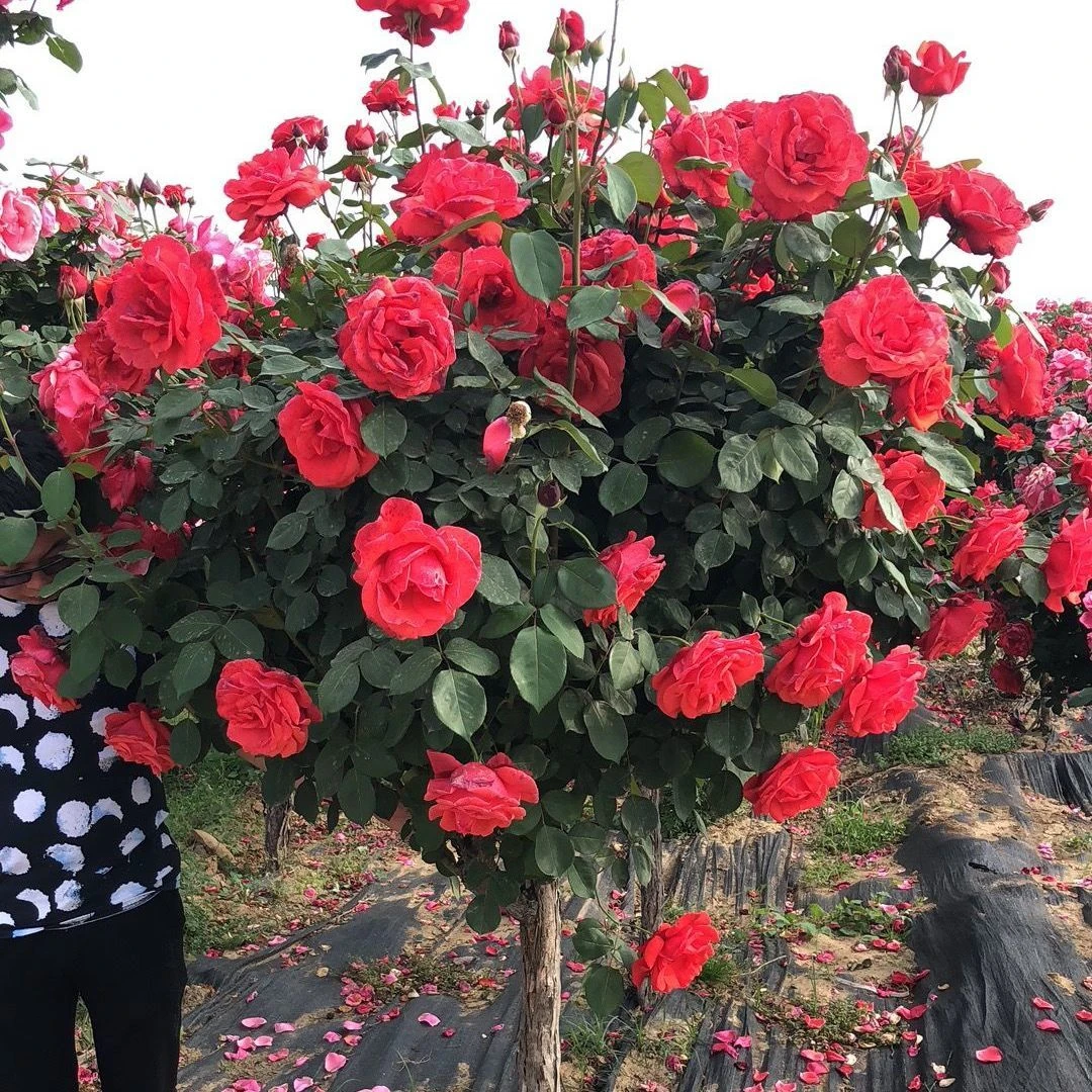 树桩月季花棒棒糖美化四季开花庭院【修剪发货】提高成活率