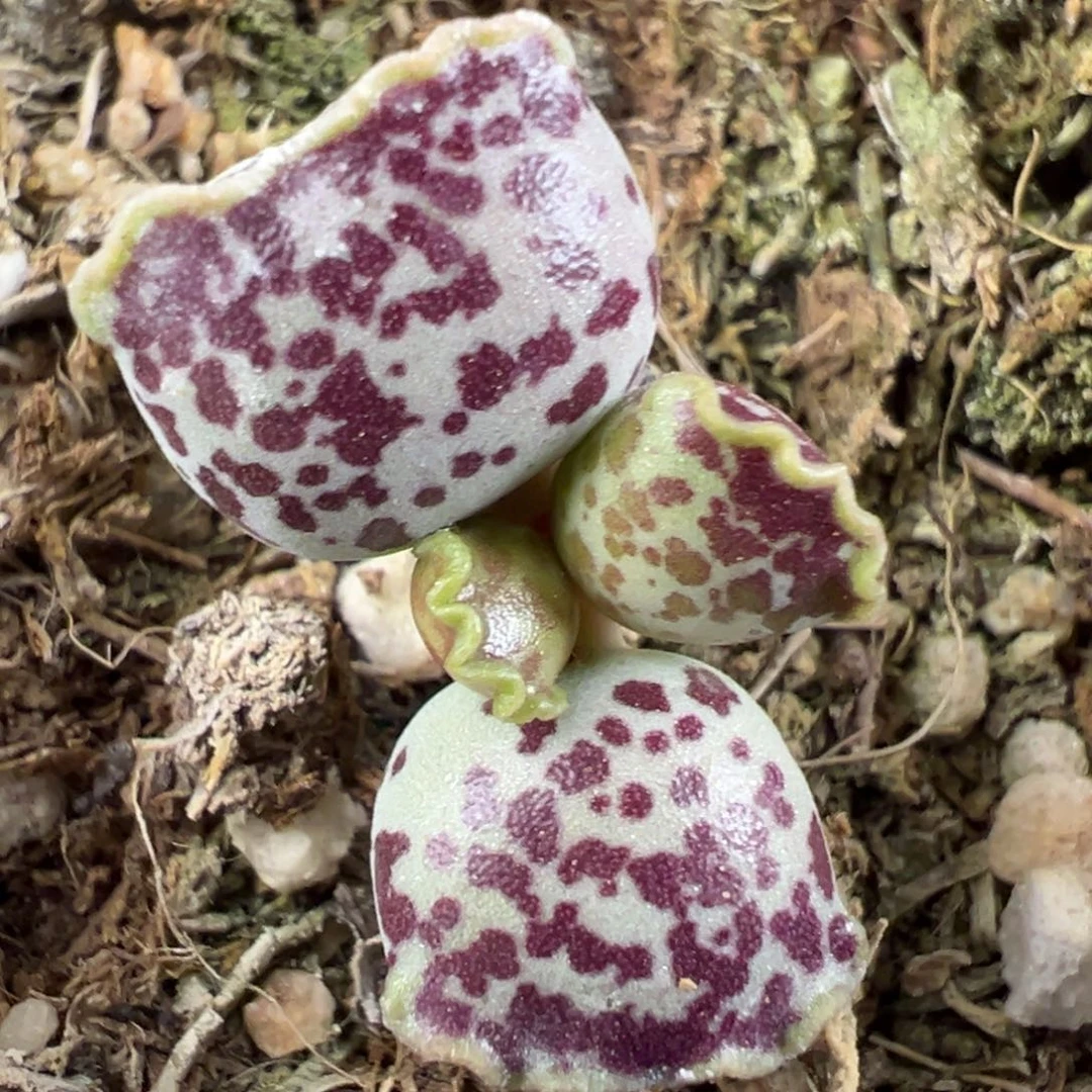 达摩海豹多肉植物水泡