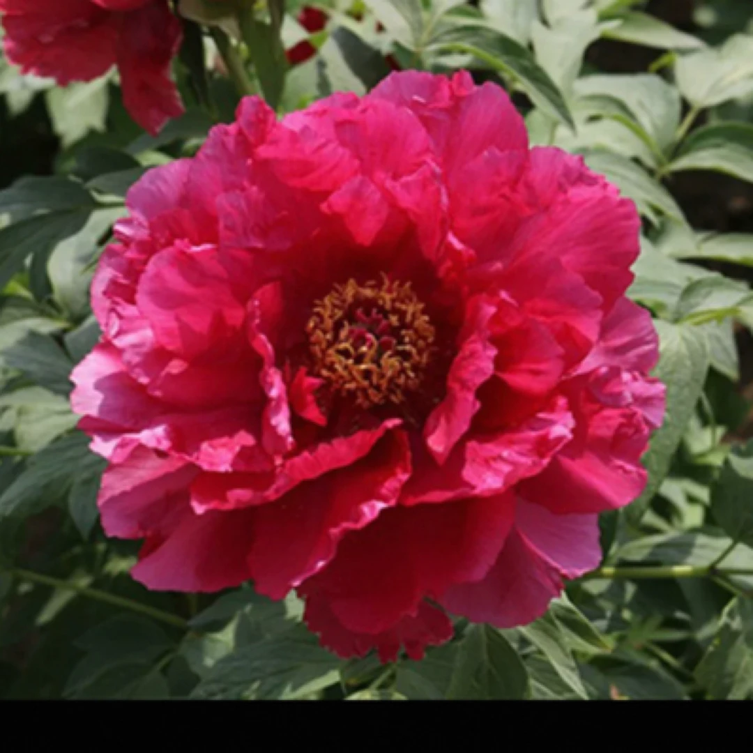 炎黄牡丹 [新日月】 先发肥料 秋季发苗