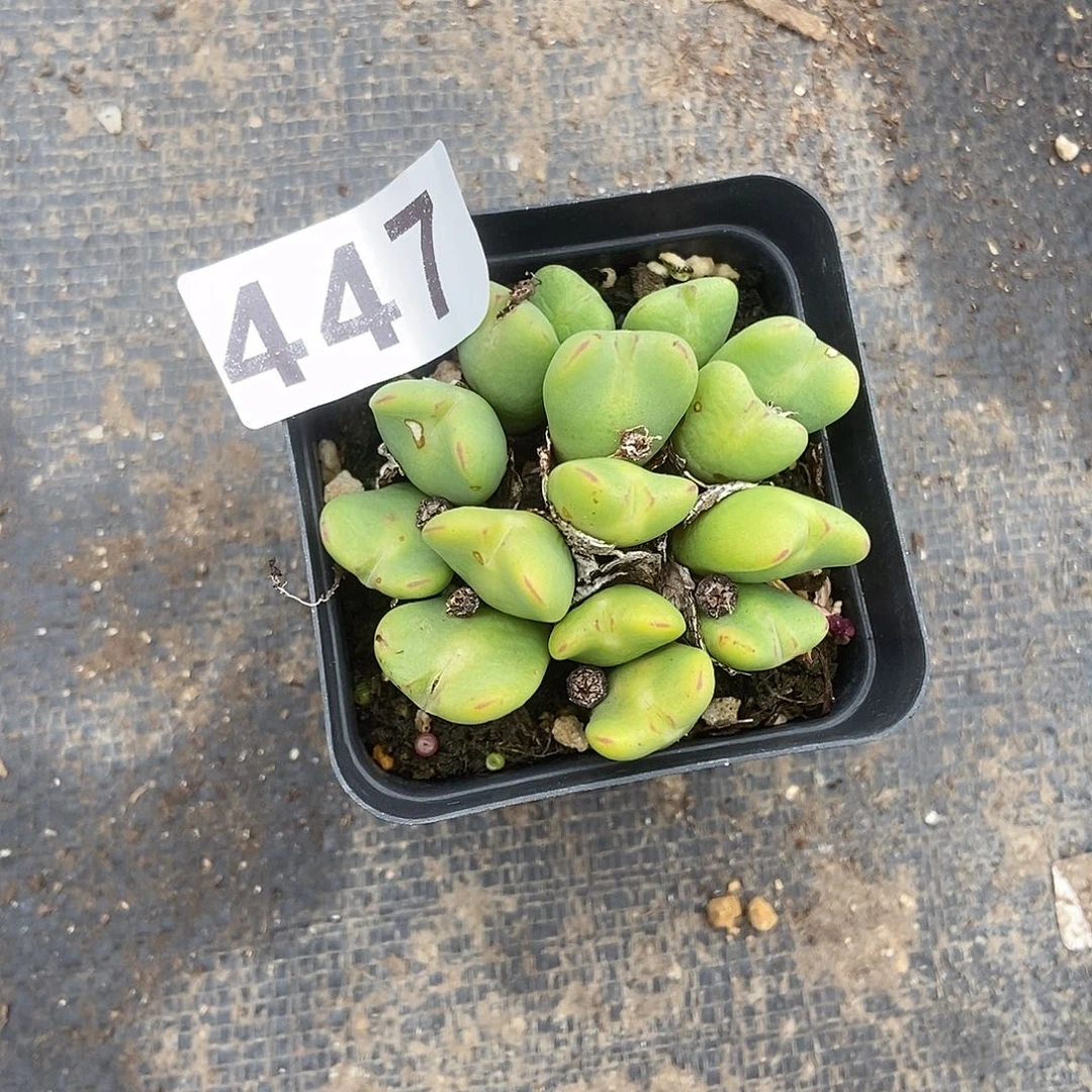 少将群生一物一拍447