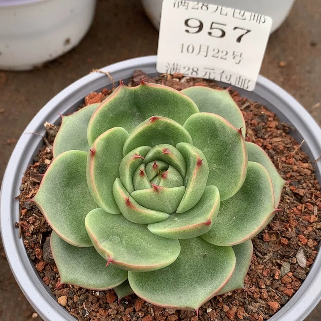 【闪购商品】云957号