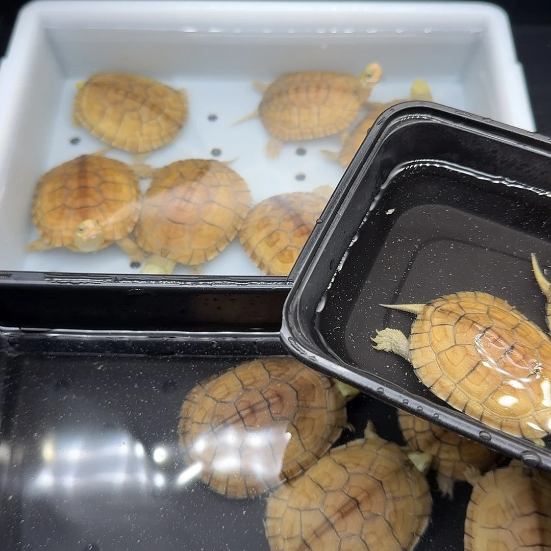 蓝***）绿毛龟母乌龟乌龟乌龟