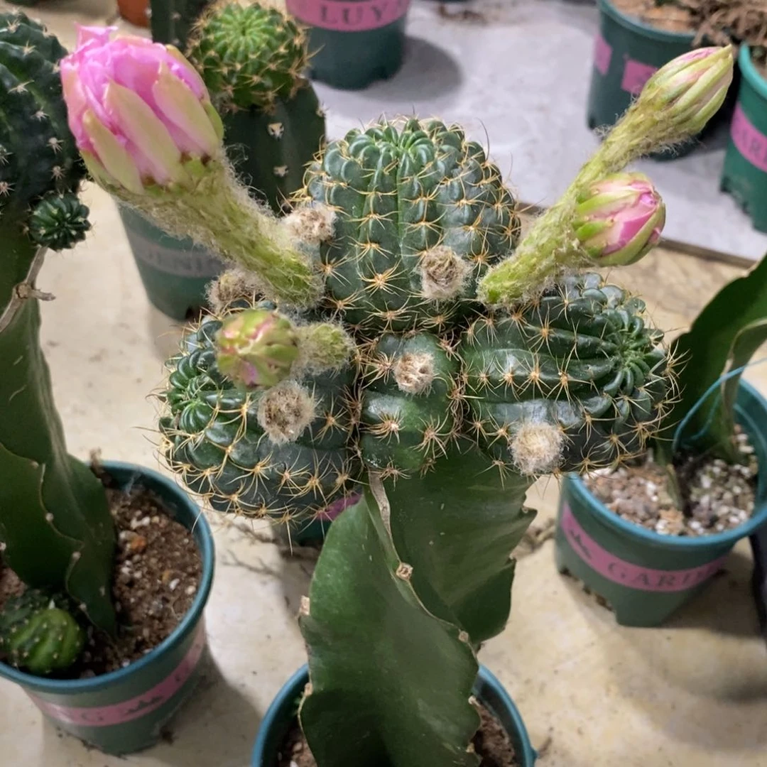新品丽花L67母本带花苞