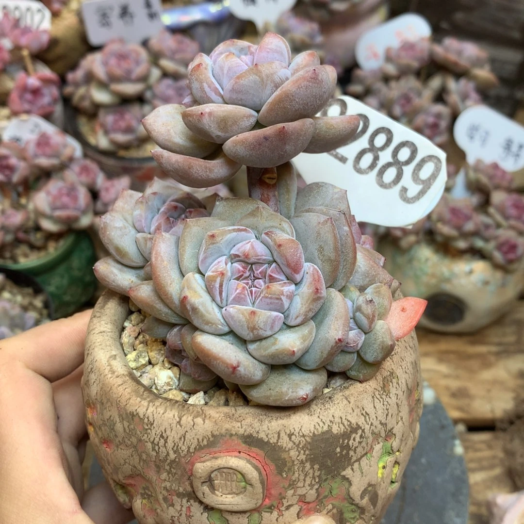 S2889 突尼斯高桩小树