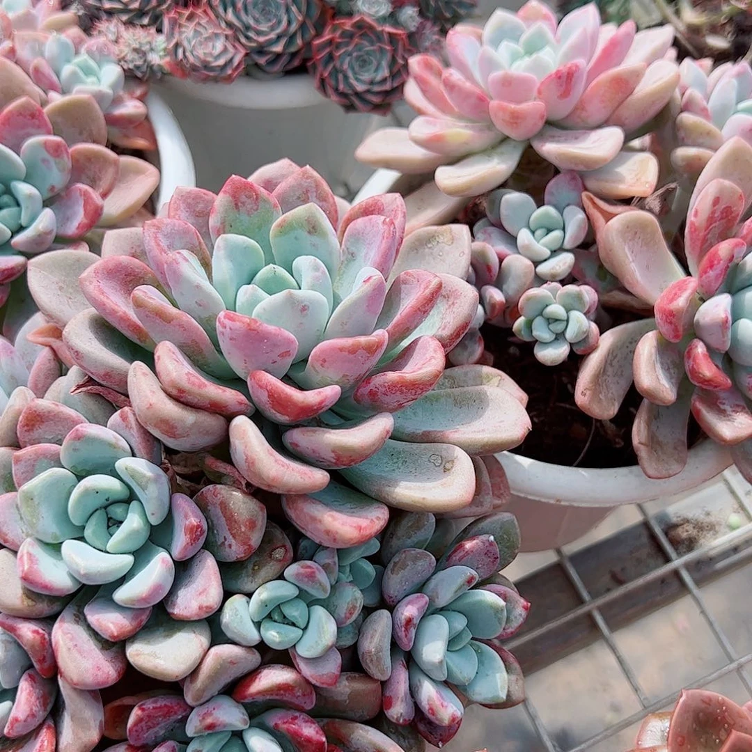 花斑露多头大盆群老桩特价