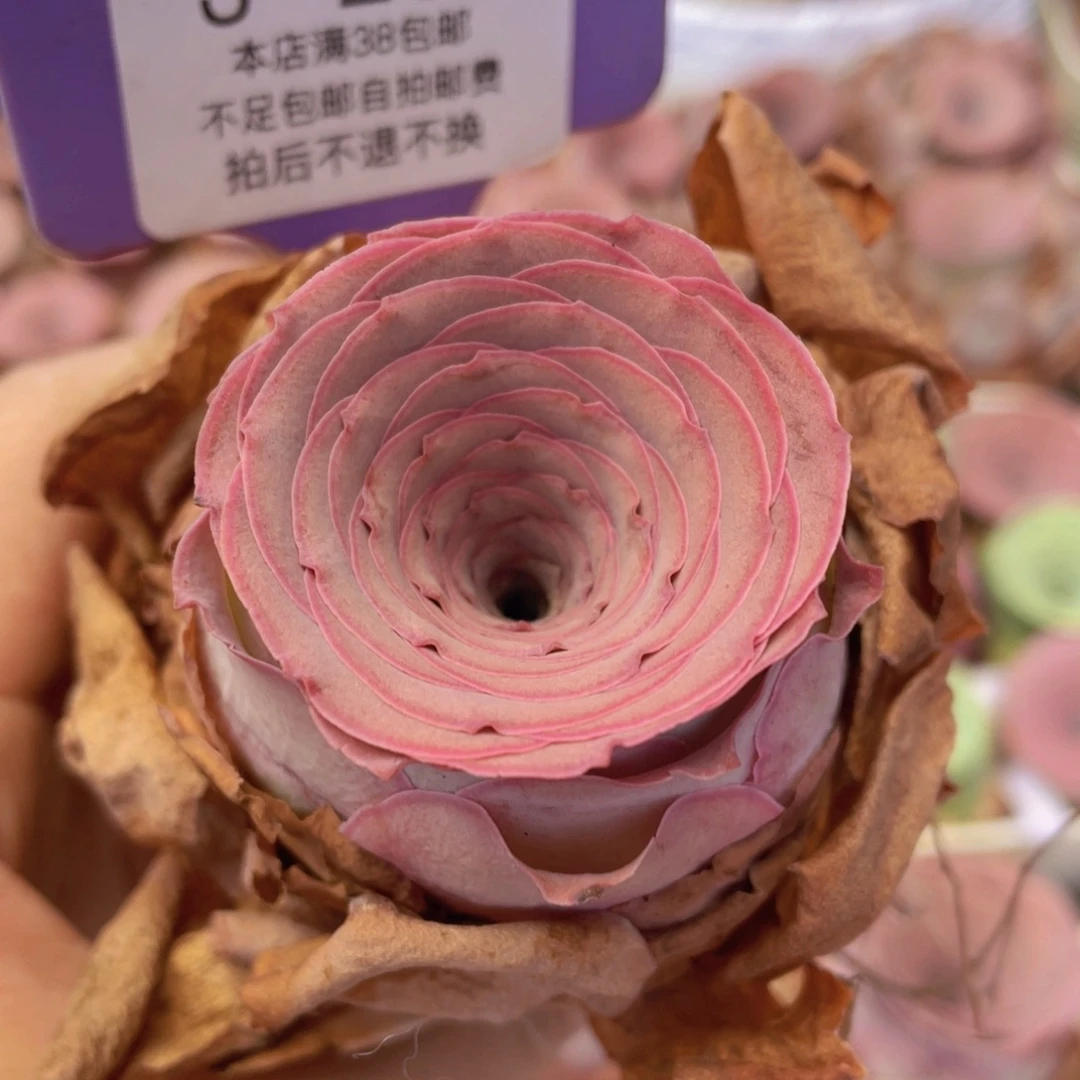 山地玫瑰J233裸根发货不售后