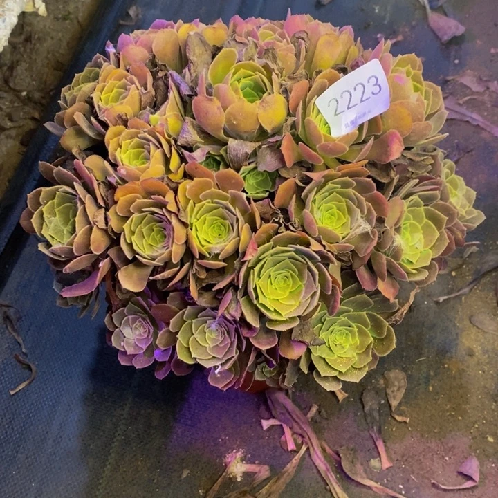 荷兰玫瑰多肉断头不包2223