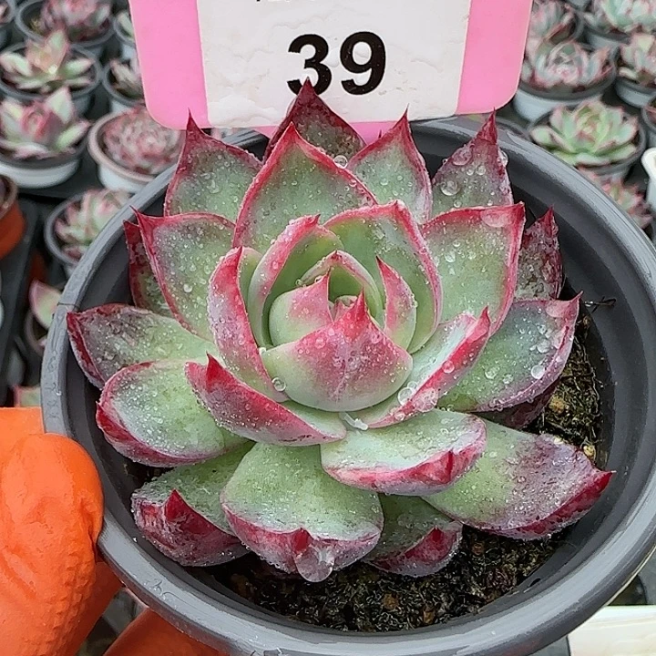 39 惊鸿仙子多肉植物6-9cm