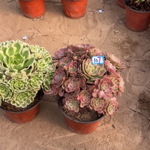 107多肉植物组合，