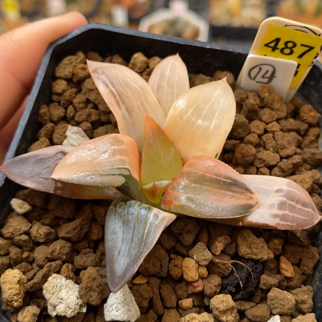 487阿房宫寿多肉植物