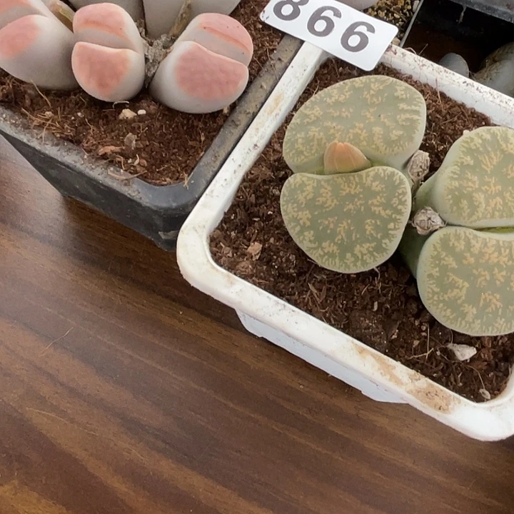 生石花2颗866脱土发货
