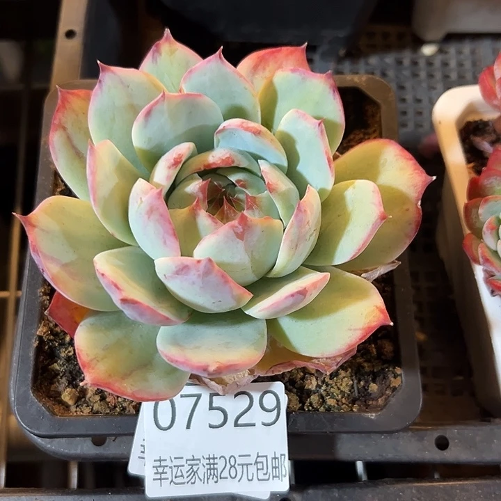 幸运的是我没有遇到幸运